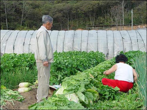 배추와 무를 뽑고 있는 어머니 옆에서 "이것 뽑아라, 저것 뽑아라" 코치하시는 우리 아버지. 결국 우리 아버지 어머니한테 한소리 듣고는 텃밭에서 쫓겨나셨습니다. 